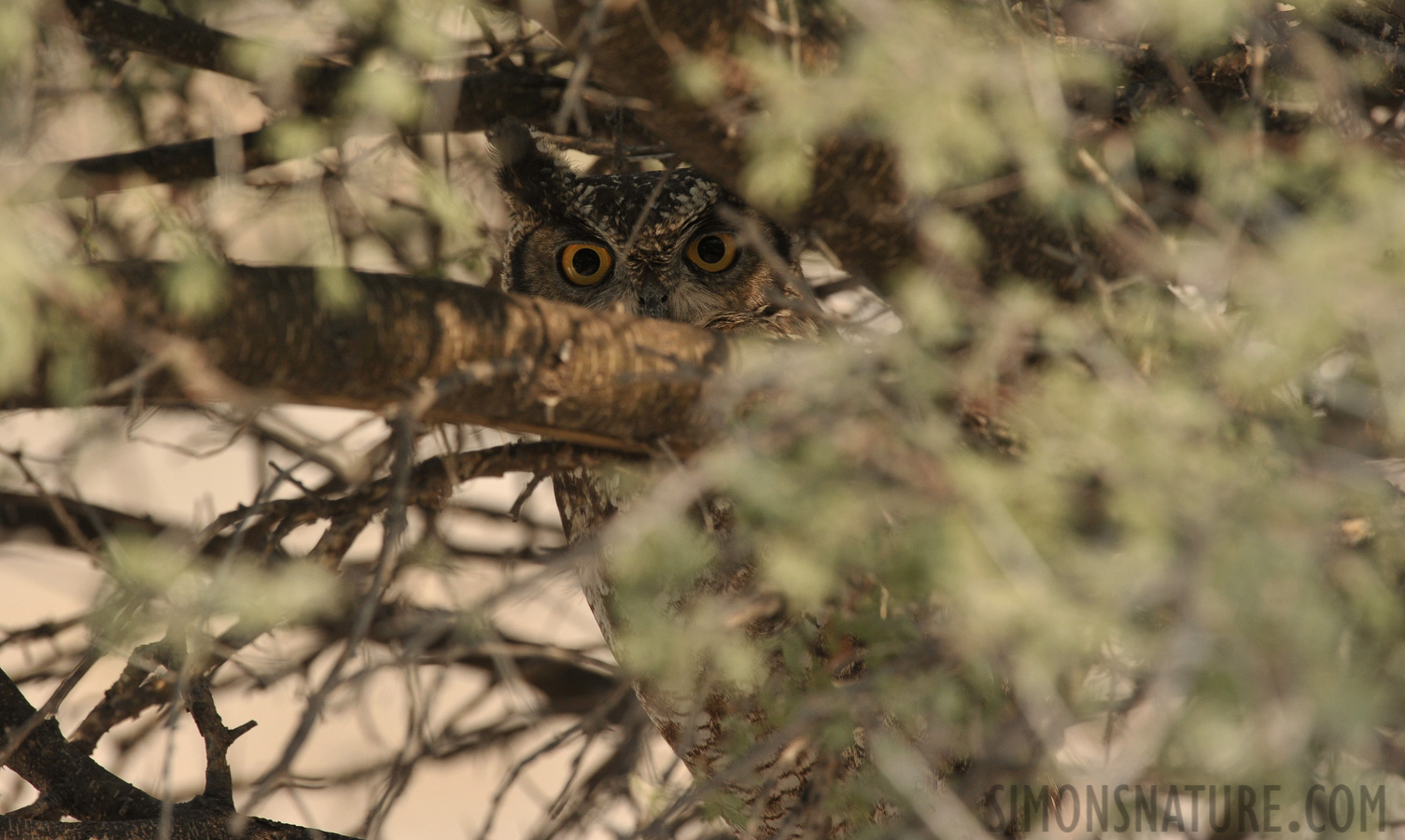 Bubo africanus [400 mm, 1/800 Sek. bei f / 9.0, ISO 800]